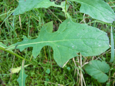 Longues feuilles molles embrassantes et cordées à la base. Les supérieures sont lancéolées et les inférieures ovales. Le verso est glauque. Agrandir dans une nouvelle fenêtre (ou onglet)